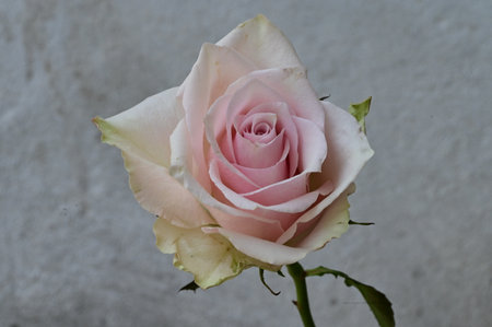 Beautiful pink and white rose on a gray background, close-upの写真素材