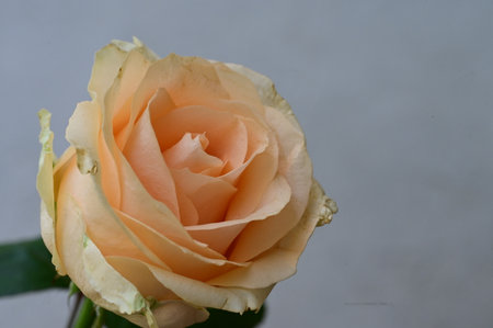 close up of orange rose on white background with copy space for textの写真素材