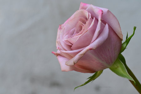 pink and white rose on a gray background close-up.の写真素材