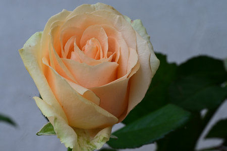 Beautiful orange rose with green leaves on a white background close upの写真素材