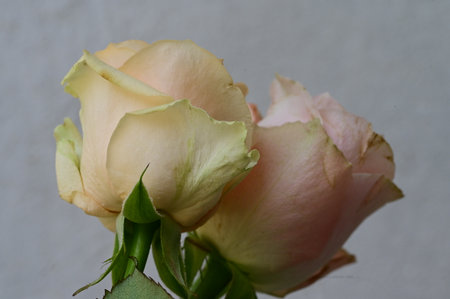 Close up of pink and white rose on white background with copy spaceの写真素材