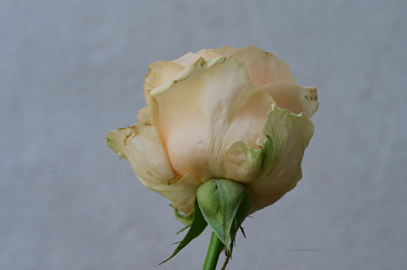 White rose on a white background, close-up, selective focusの写真素材