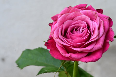 beautiful pink rose with green leaves on a white background, close upの写真素材