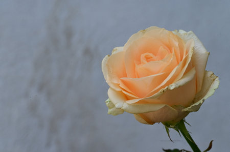 Beautiful orange rose on a gray background, close-up.の写真素材