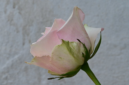 Pink rose on a white background, close-up, selective focusの写真素材