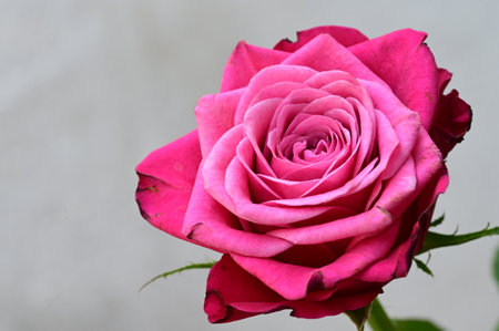Beautiful pink rose on a white background. Close-up.の写真素材