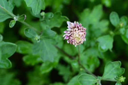 Chrysanthemum flower blooming in the garden with green leaves backgroundの写真素材