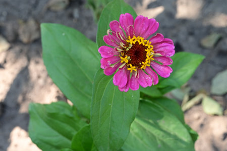 Zinnia elegans is a genus of flowering plants in the sunflower family.の写真素材