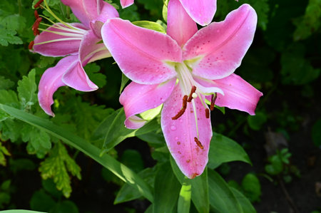 pink lily flower in the garden with green leaves on backgroundの写真素材