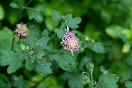 Chrysanthemum flower in the garden, close up.の写真素材