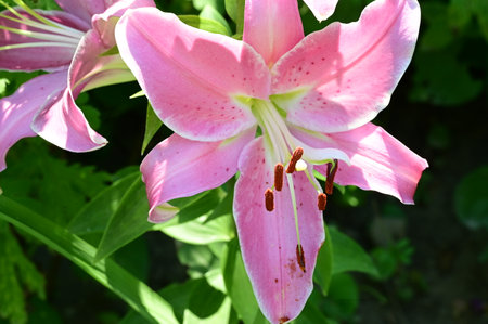 pink lily in the garden, close-up of flowersの写真素材