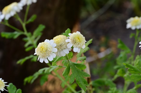 White flowers of Chrysanthemum grandiflorum in the gardenの写真素材