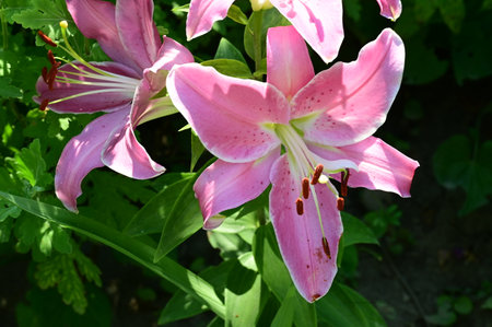 Beautiful pink lily flowers in the garden, close-upの写真素材