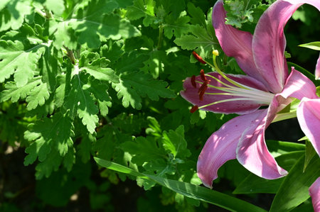Pink lily in the garden on a background of green leaves.の写真素材