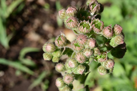 Flowers of a sedum plant (Sedum officinale)の写真素材