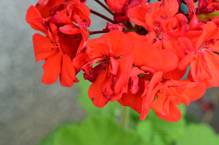 Red geraniums in the garden. Close-up image.の写真素材