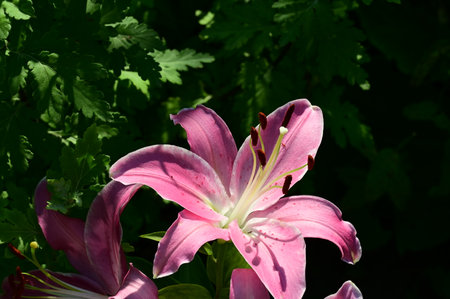 Pink lily flower in the garden on a sunny summer day.の写真素材
