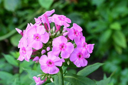 pink phlox flowers in the garden on a green backgroundの写真素材