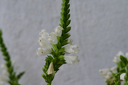 Close up of a white flower with green leaves against a white wallの写真素材
