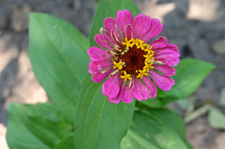 Zinnia elegans is a genus of flowering plants in the sunflower family.の写真素材