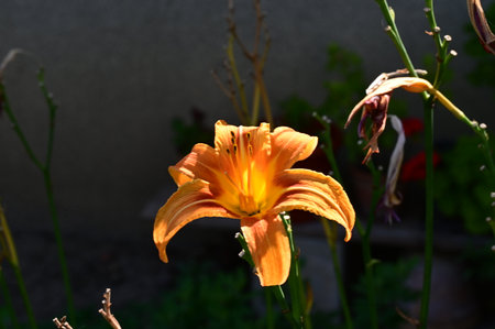 Orange lily in the garden, close-up, selective focusの写真素材