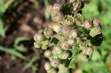 A closeup shot of the buds of a small plant with blurred backgroundの写真素材
