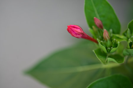 A closeup shot of a red flower with green leaves on a gray backgroundの写真素材