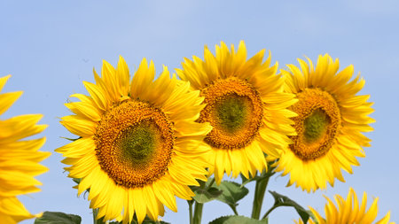 Sunflowers on a background of the blue sky in the fieldの写真素材