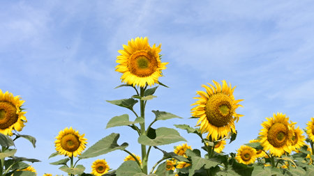 Sunflower field with blue sky background. Sunflower natural background.の写真素材