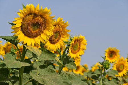 Sunflower field in summer. Sunflower oil improves skin health and promotes cell regeneration.の写真素材