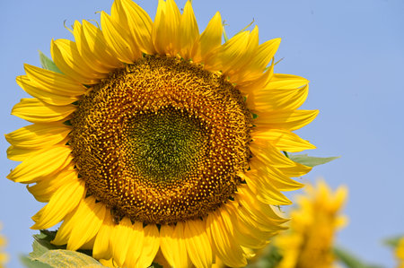 Sunflower in the field on a sunny day. Close-up.の写真素材