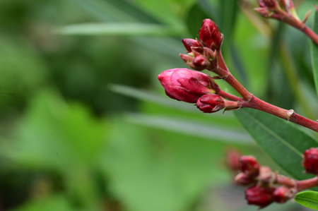 Close up of red oleander flower in the garden, stock photoの写真素材