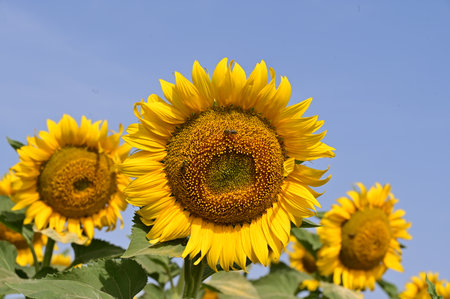 Sunflower field with blue sky in background, Helianthus annuusの写真素材