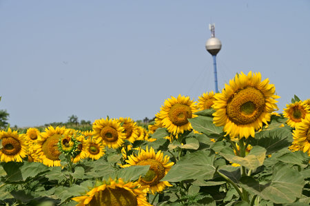 Sunflower field in full bloom with TV tower in the background.の写真素材