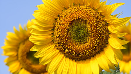 Sunflower field. Close-up of a sunflower on a sunny day.の写真素材