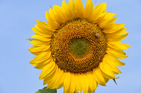 Sunflower on blue sky background. Sunflower blooming in the garden.の写真素材