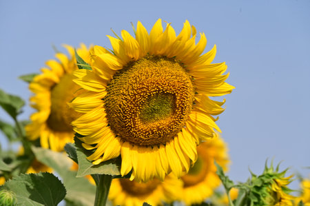 Sunflower field with blue sky background. Sunflower blooming in summer.の写真素材