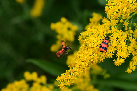 Insects on yellow flowers of Solidago commonly called goldenrodsの写真素材