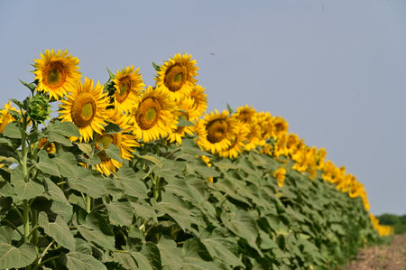 Sunflower field on a sunny summer day, closeup of photoの写真素材