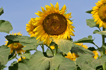 Sunflower field with blue sky background. Sunflowers are blooming.の写真素材