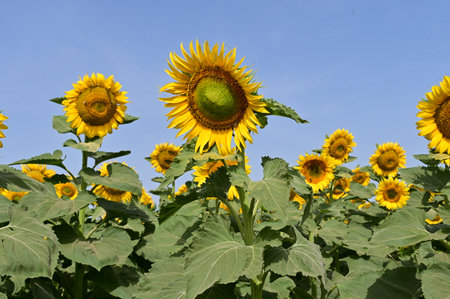 Sunflower field with blue sky in the background, closeup of photoの写真素材
