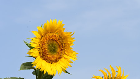 Sunflower field with blue sky in background, Helianthus annuusの写真素材