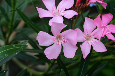 Nerium oleander is also a genus of flowering plants.の写真素材