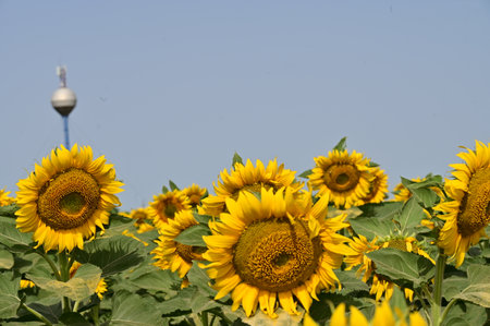 Sunflower field on a sunny day with a TV tower in the backgroundの写真素材