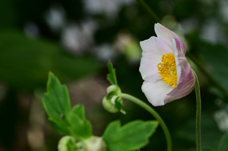 Anemone japonica, Japanese anemone, Japanese anemoneの写真素材
