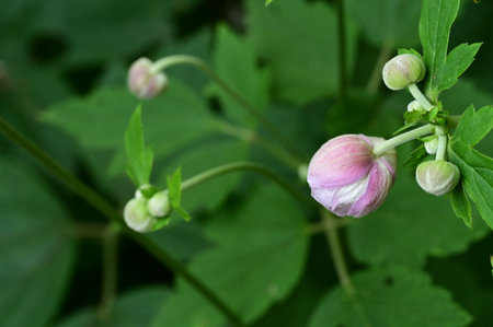 Flowers of hollyhock (Anemone japonica)の写真素材