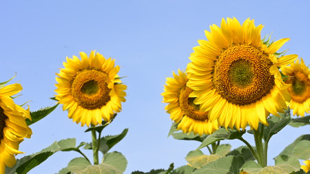 Sunflower field on a sunny day, natural landscape background, agricultureの写真素材