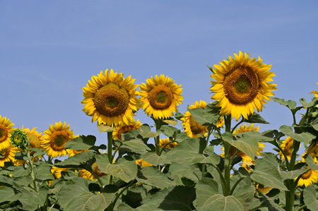 Sunflower field. Sunflower blooming in the field. Sunflower oil improves skin health and promotes cell regeneration.の写真素材