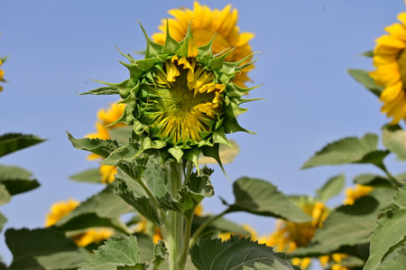 Sunflower on a background of blue sky. Sunflower bloomingの写真素材