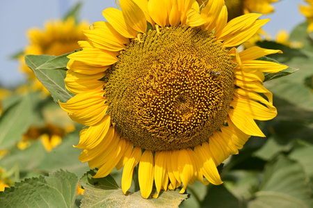 Sunflower blooming in the field. Close-up of sunflowerの写真素材